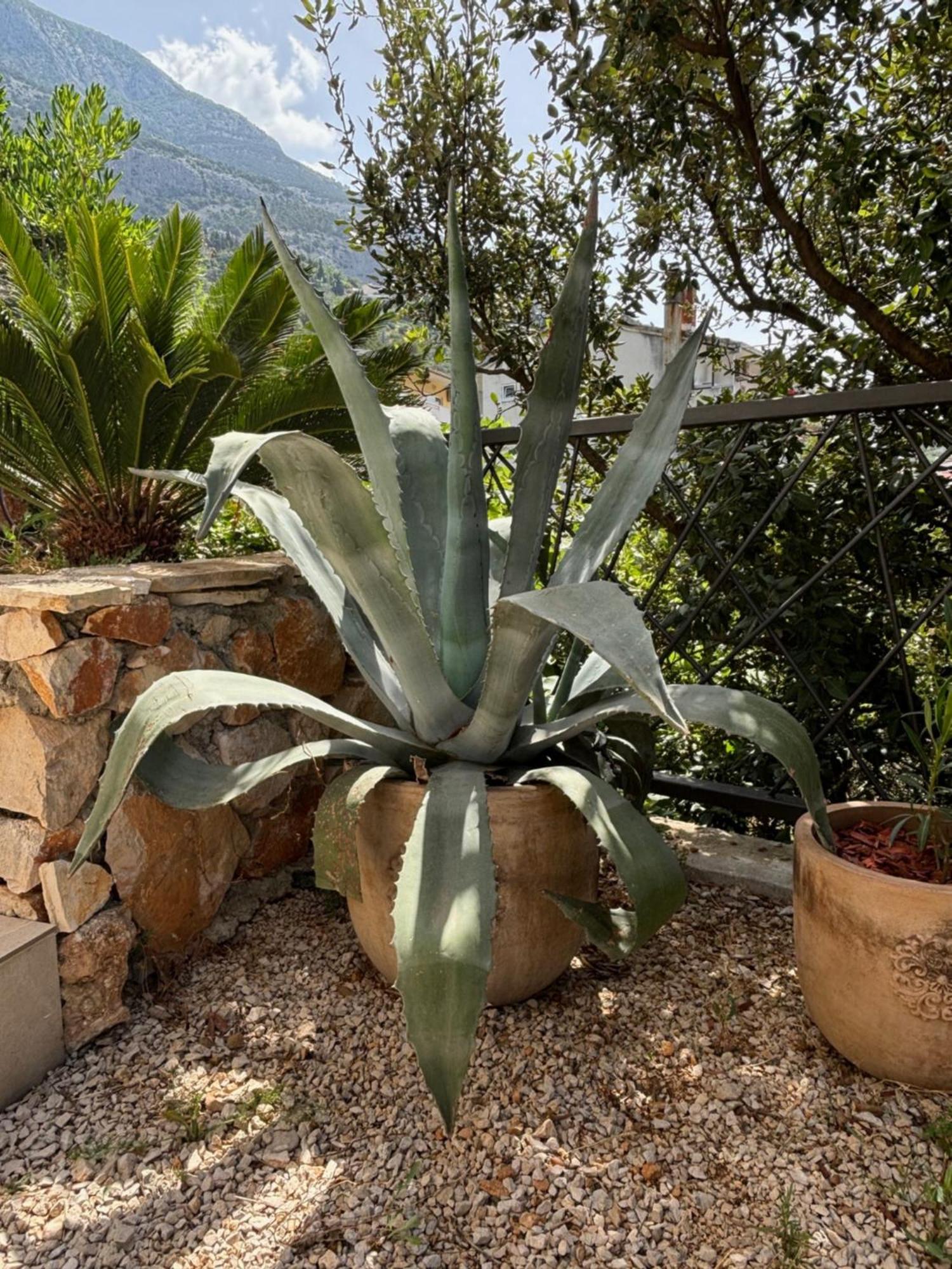 Villa Oleana Makarska Exteriör bild